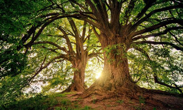 Powering electric vehicles from trees
