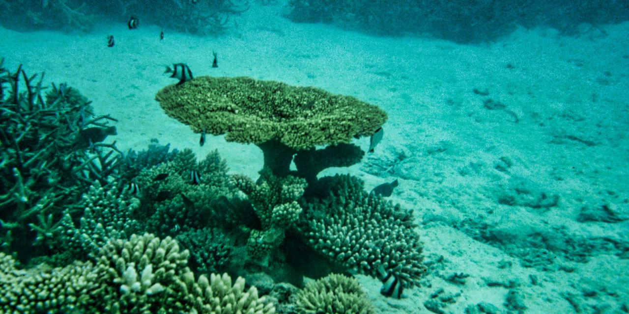 UK government announces support for moratorium on deep sea mining