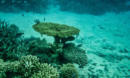 UK government announces support for moratorium on deep sea mining